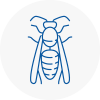 Camden Town Wasp Nest Removal